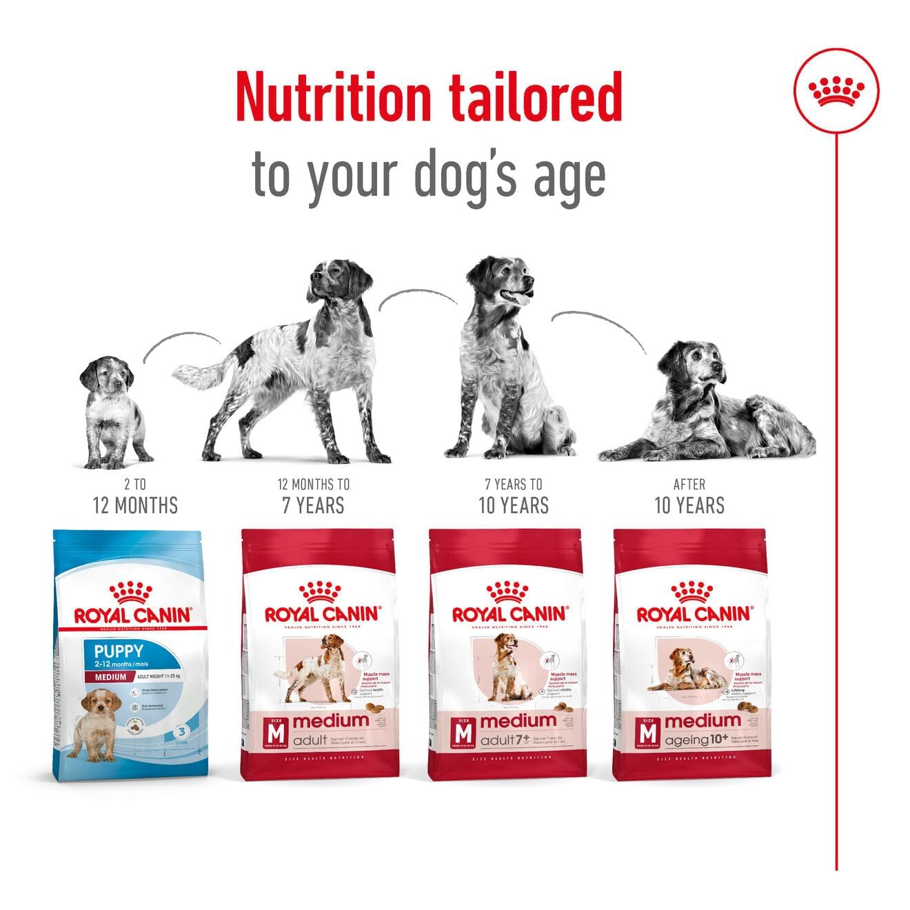 Royal Canin, Medium Adult Dog Food, 4 KG, Dry Food, Provides Muscle Mass