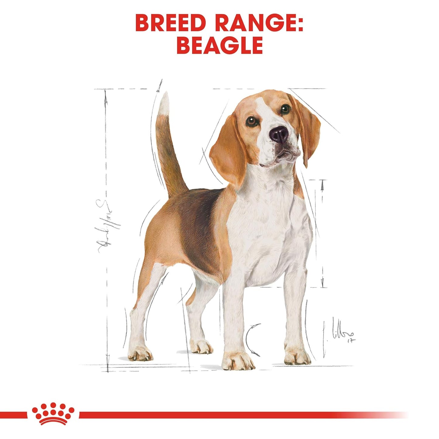 Royal Canin Beagle Adult Dry Dog Food, 12 KG Pack, Supports Ideal Weight