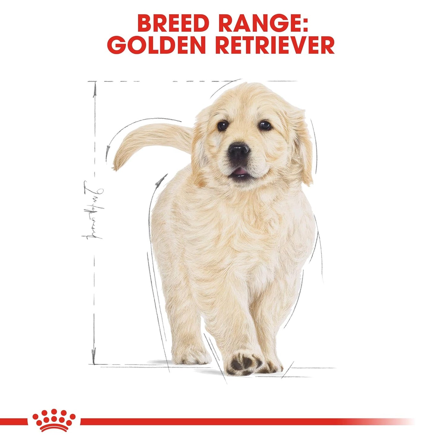Royal Canin Golden Retriever Puppy Food, 12 KG Pack, Supports Immune System