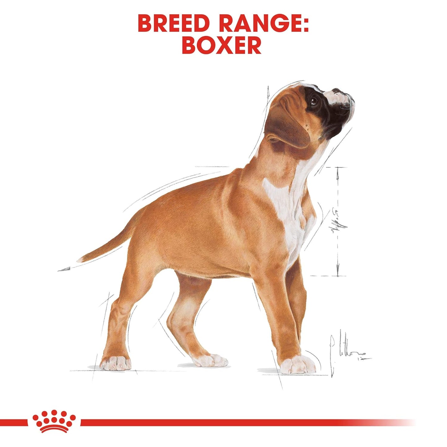 Royal Canin Boxer Puppy Dry Food, 12 KG Pack, Supports healthy Immune System