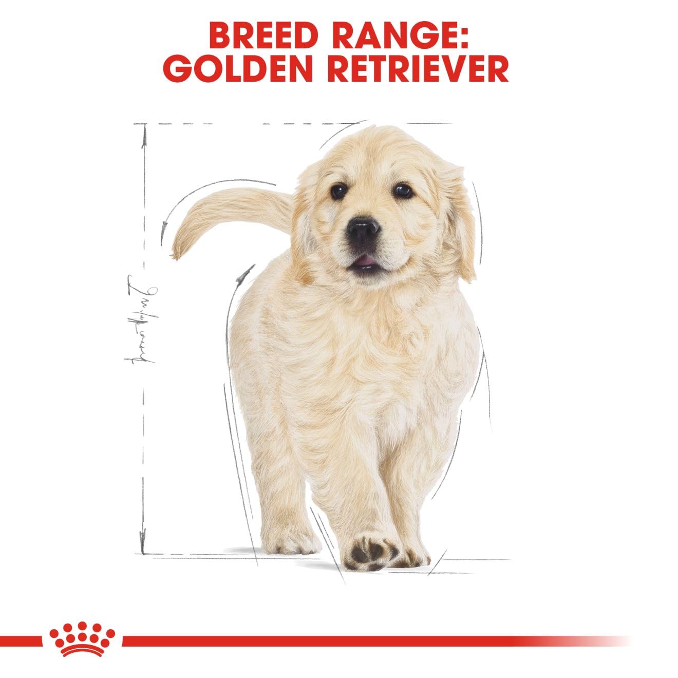 Royal Canin Golden Retriever Puppy Food, 1 KG Pack, Supports Immune System