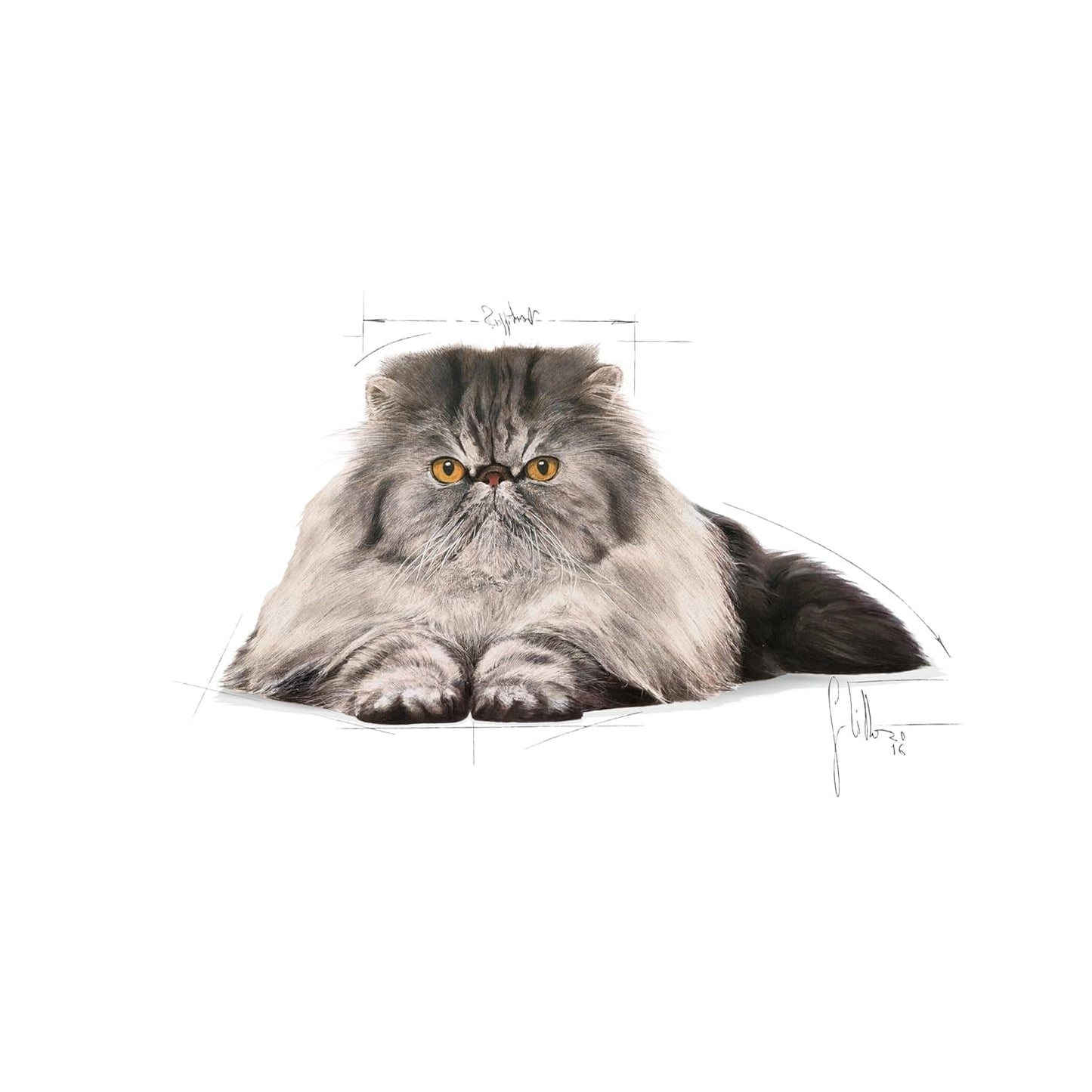 Royal Canin Persian Adult Cat Dry Food, 4 KG Pack, Supports Long Hair
