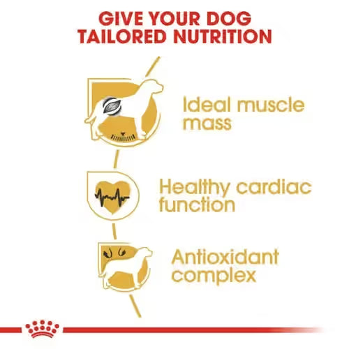 Royal Canin Boxer Adult Dry Dog Food, 3 KG Pack, Maintain Muscle Mass