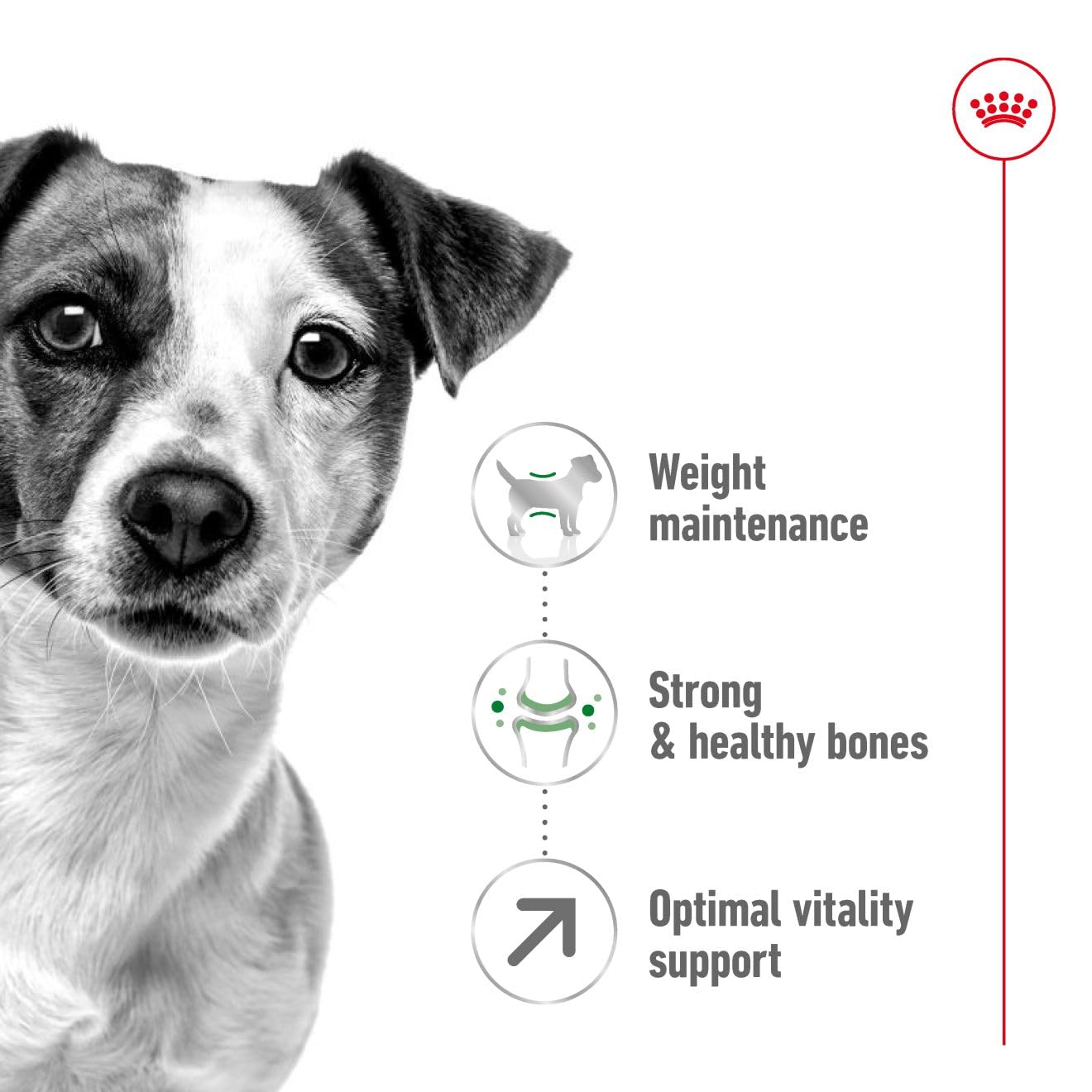 Royal Canin, Mini Adult Dry Dog Food for Senior Dogs (8+ Years), 4 kg