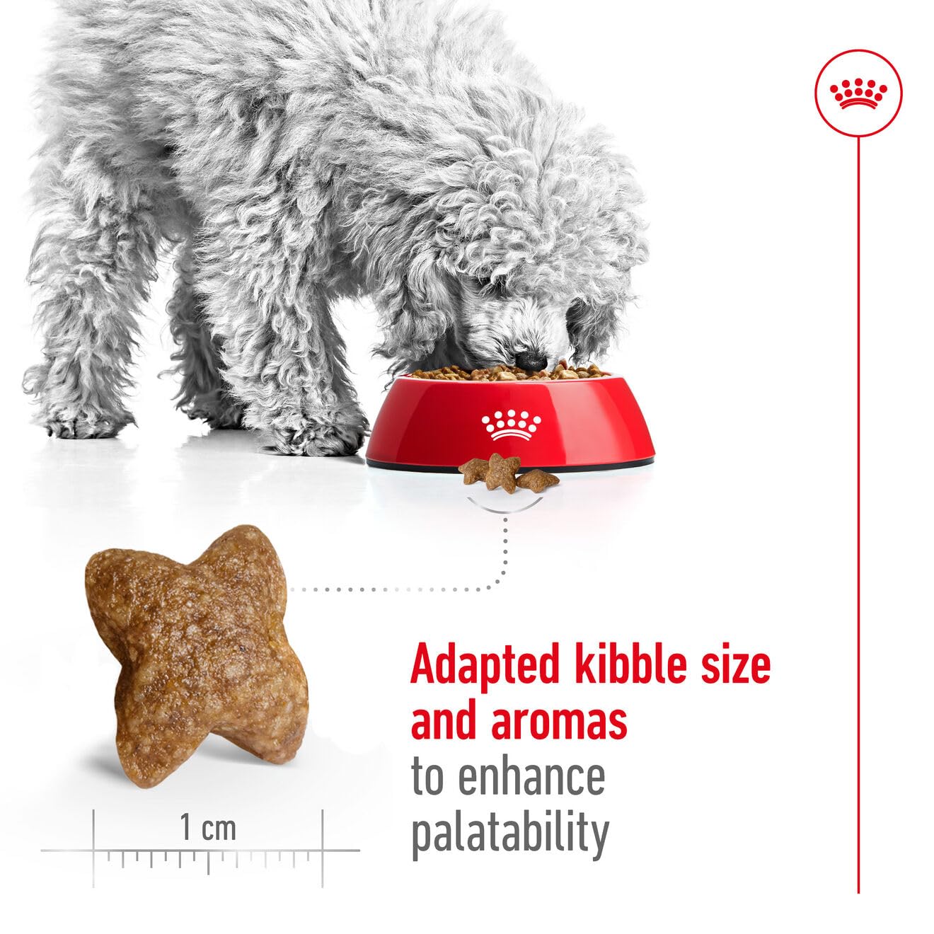 Royal Canin, Mini Adult Dry Dog Food, 800 Gm, Supports Weight Management