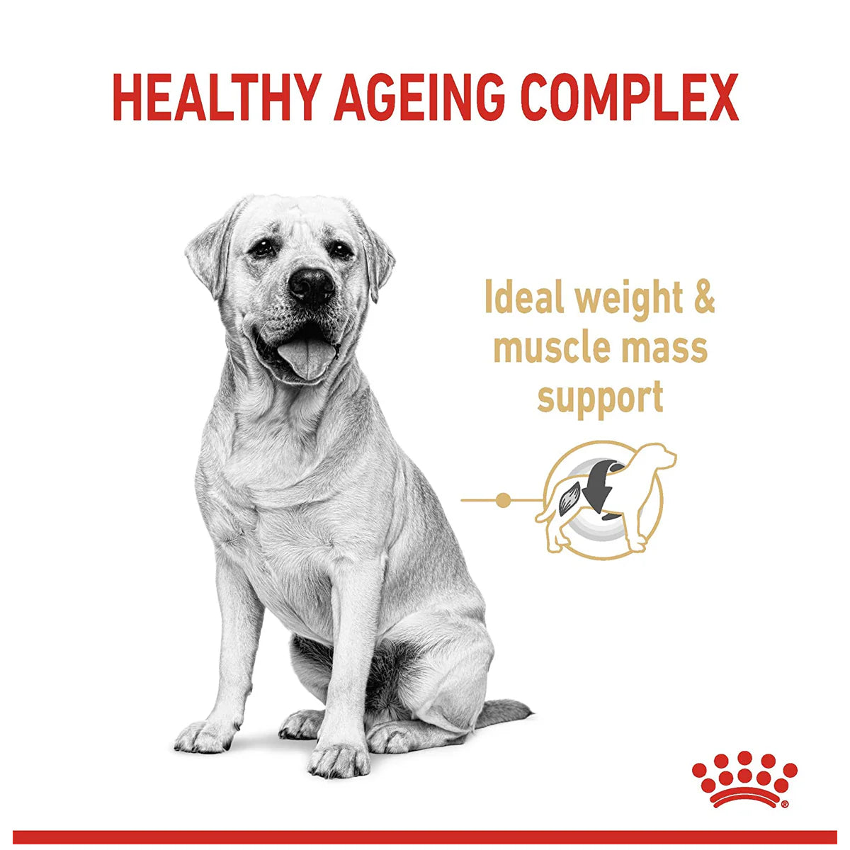 Royal Canin Labrador Retriever Adult Dog, Dry Food for 5+ years, 3 KG Pack