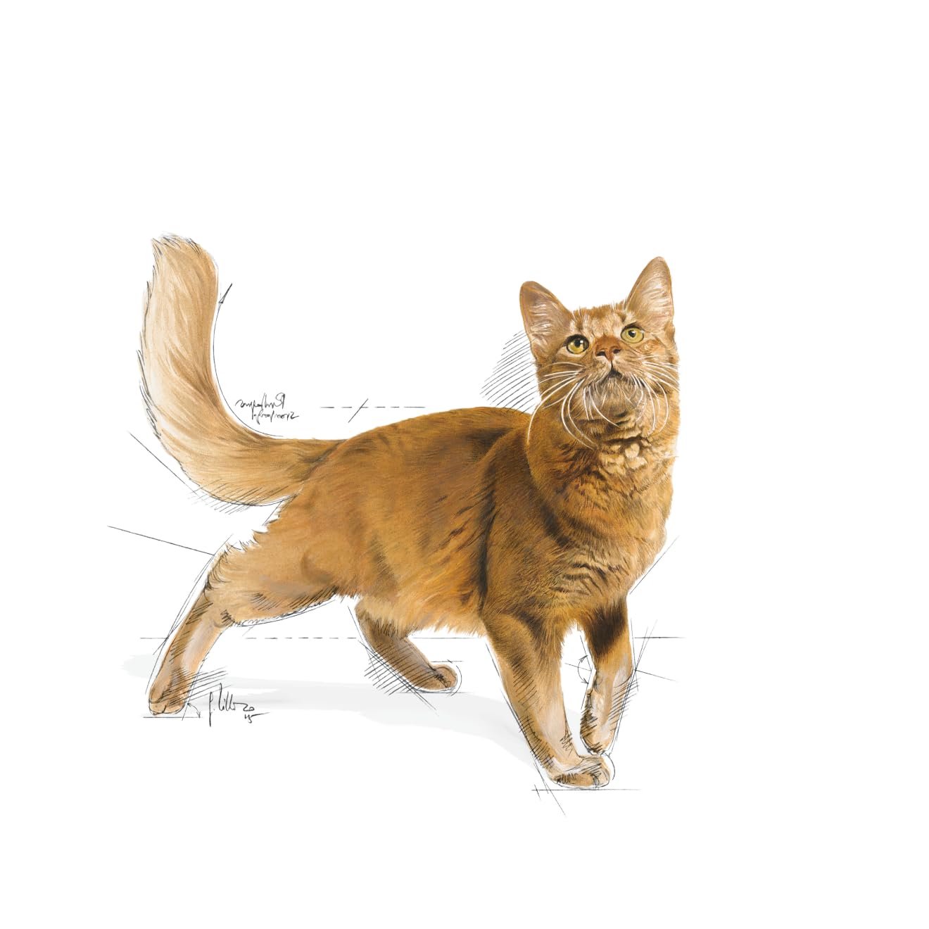 Royal Canin Fit 32 Adult Cat Dry Food, 1 KG Pack, Optimum Nutrient Profile