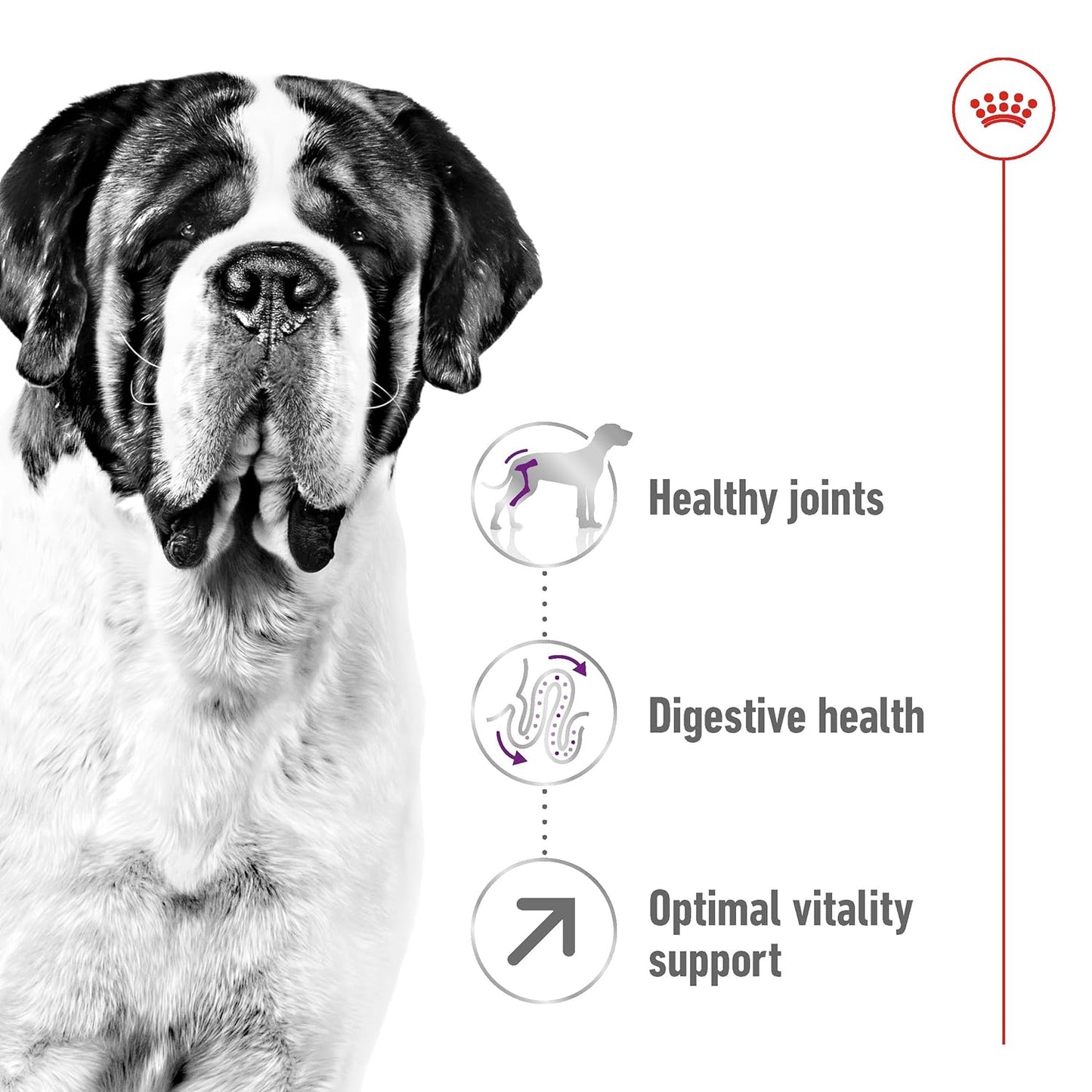 Royal Canin Giant Adult Dry Dog Food, 15 KG Pack, Supports Healthy Joint