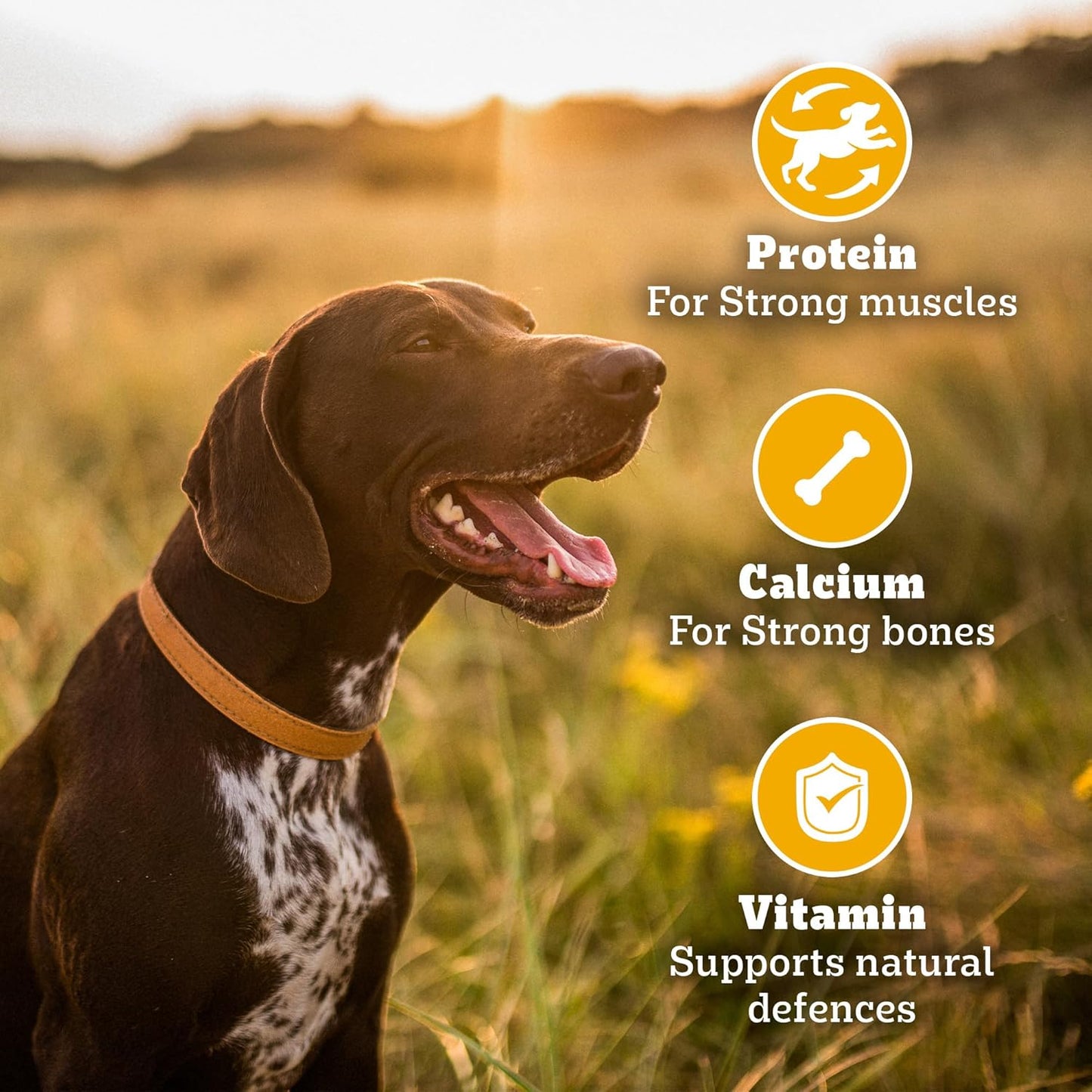 Pedigree Biscrok Biscuits - Dog Treats, Chicken with Milk Flavour, 500 GMs