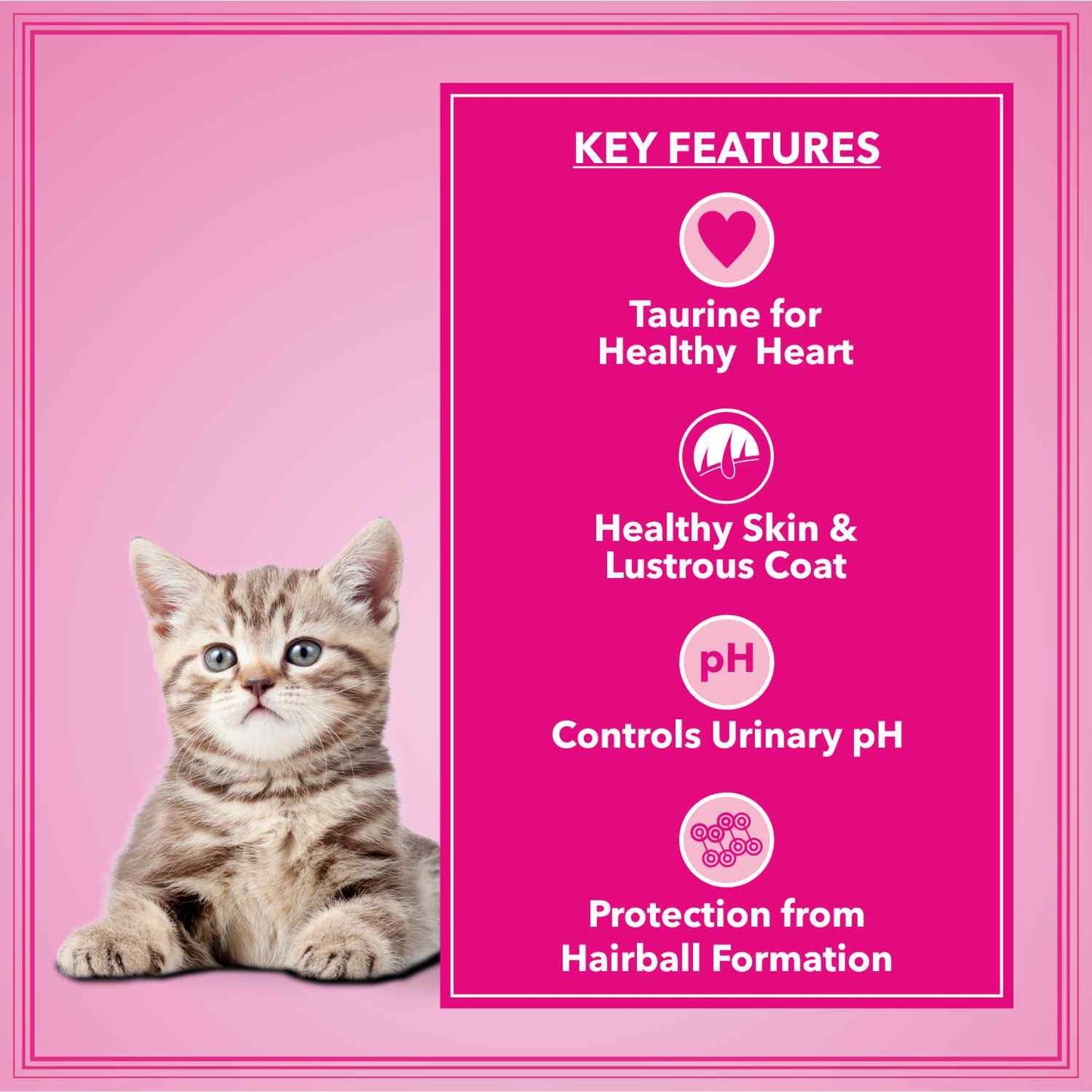 Let's Bite Active Kitten Dry Cat Food, 1 KG
