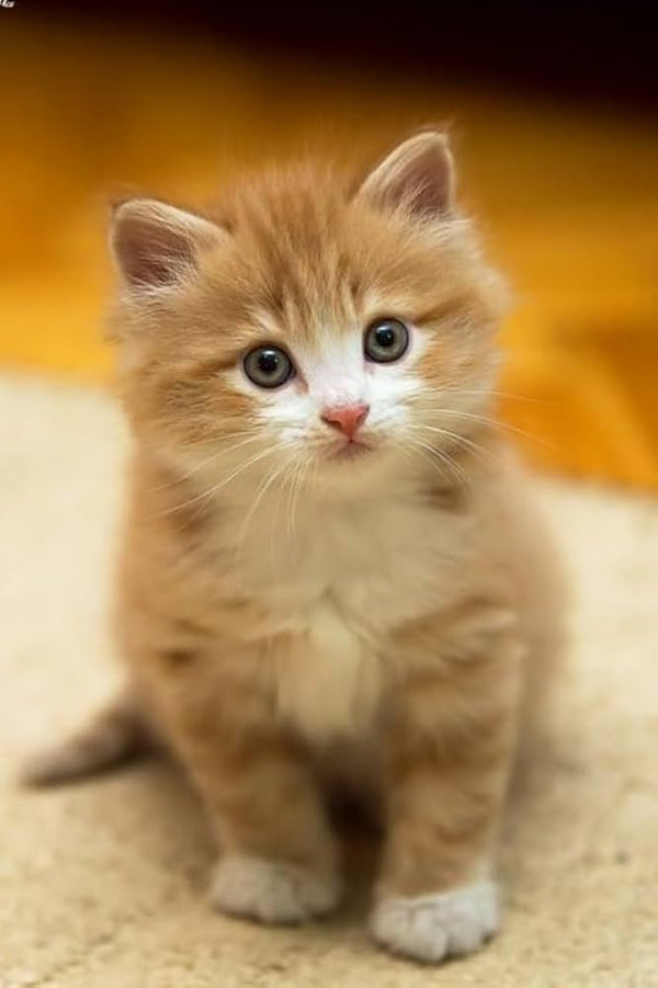 Cats