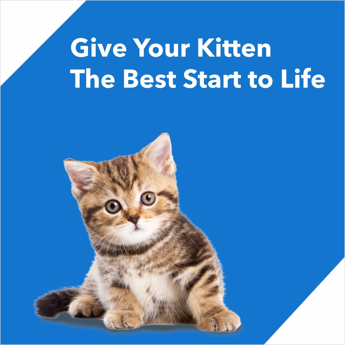 Drools Kitten Ocean Fish Flavour, Dry Cat Food, 7 KG Pack, Healthy Heart & Eye Sight