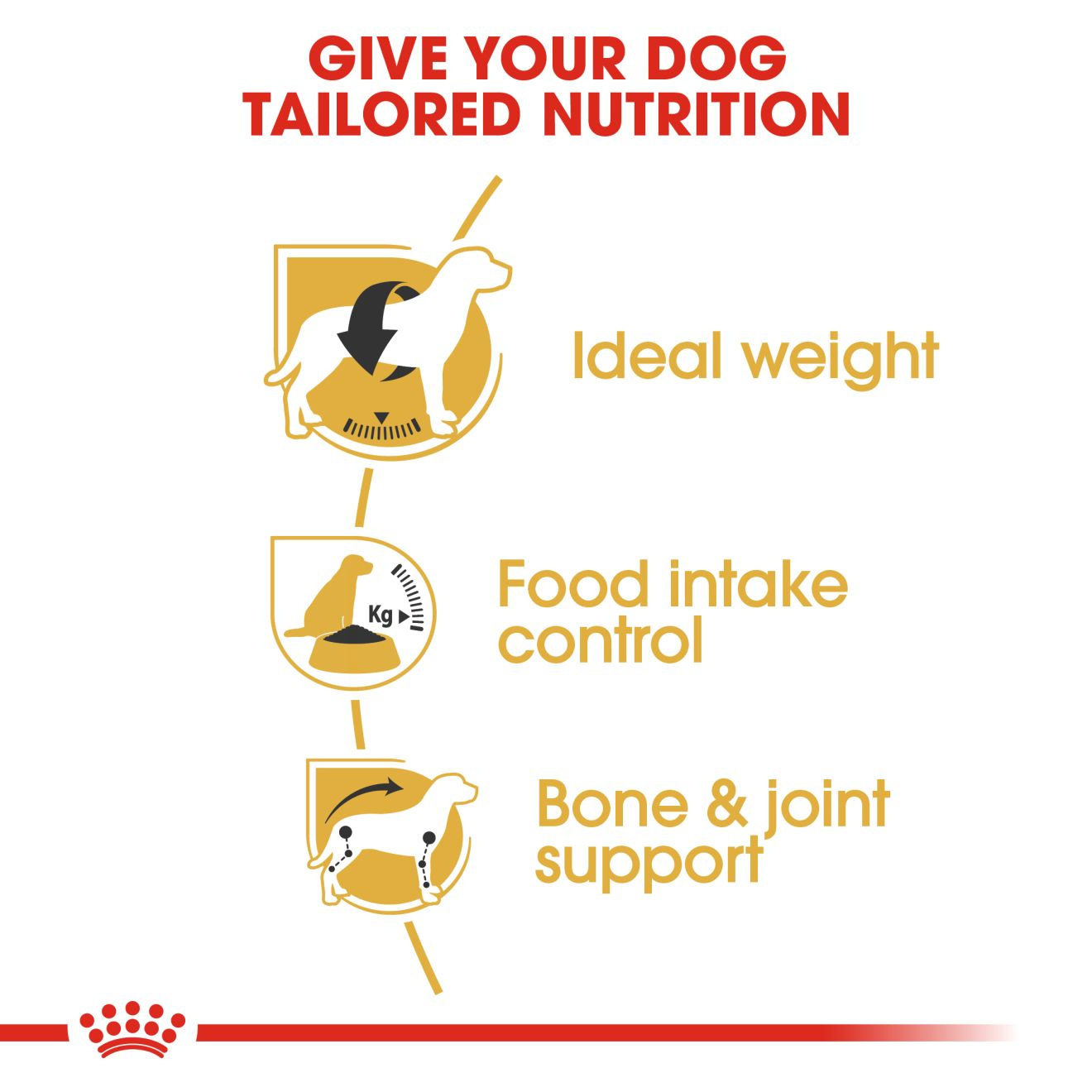 Royal Canin Beagle Adult Dry Dog Food, 1 KG Pack, Supports Ideal Weight