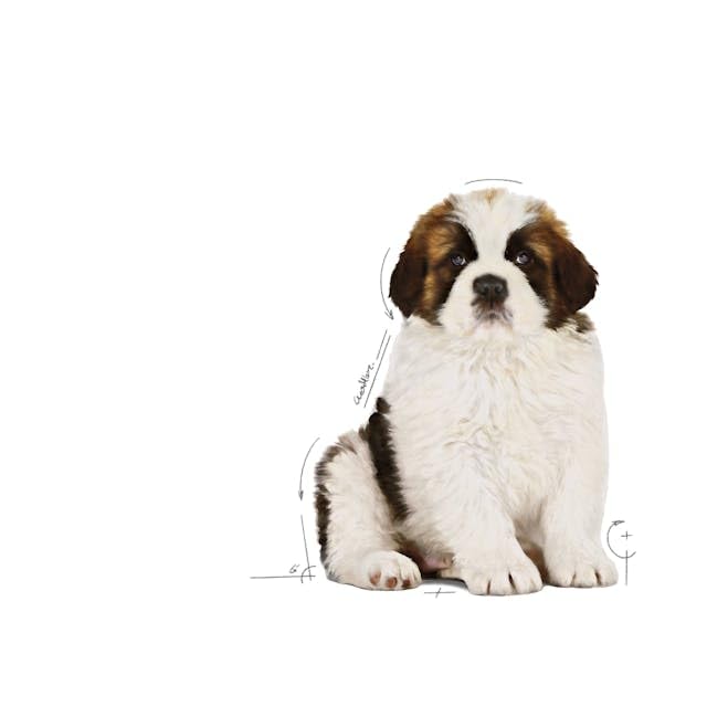 Royal Canin Giant Puppy Dog Dry Food, 3.5 KG Pack, Supports Immune System