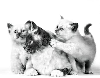 Royal Canin Mother & Babycat Food, 400 GMs Pack, Supports Immunity & Digestive Health