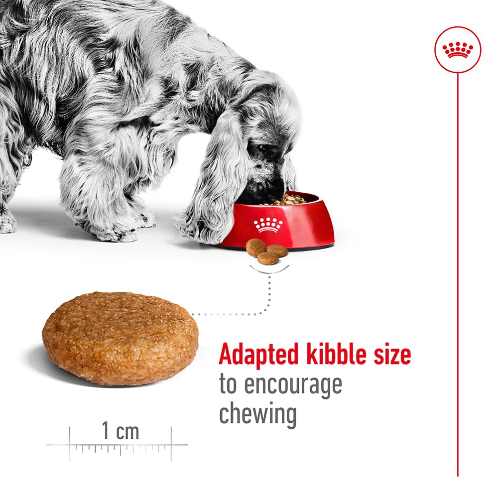 Royal Canin, Medium Adult Dog Food, 15 KG, Dry Food, Provides Muscle Mass