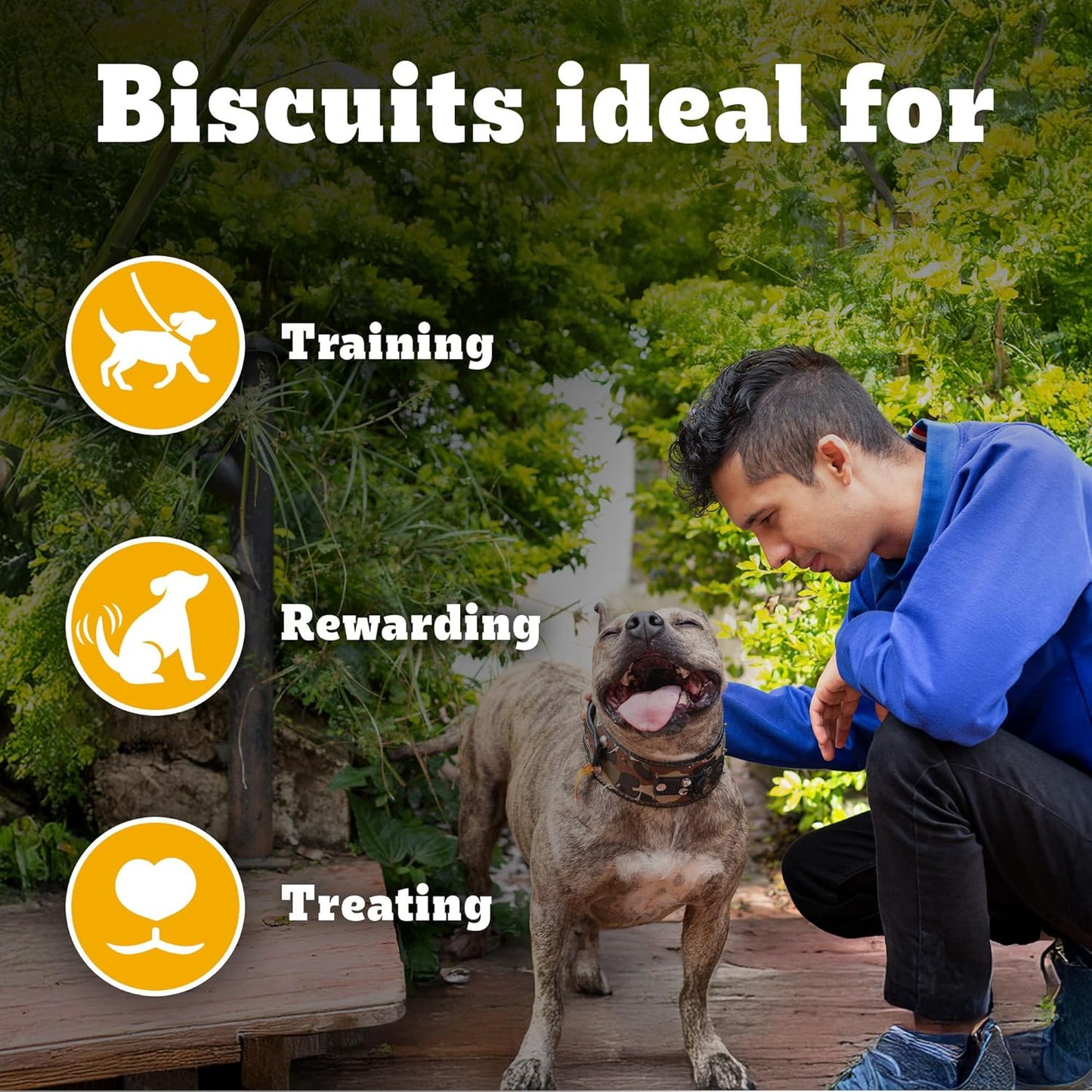 Pedigree Biscrok Biscuits - Dog Treats, Chicken with Milk Flavour, 500 GMs