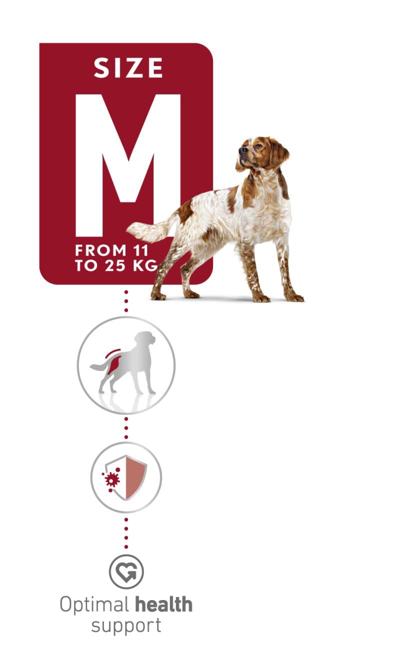 Royal Canin, Medium Adult Dog Food, 1 KG, Dry Food, Provides Muscle Mass