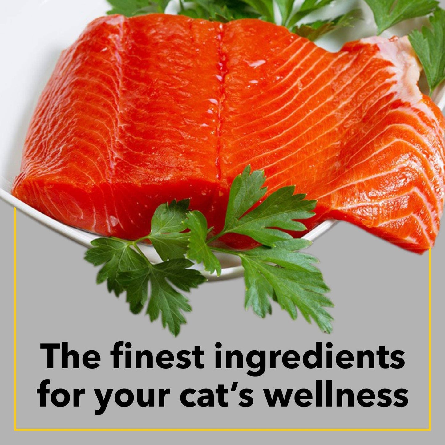 Purepet Adult Dry Cat Food, 6 KG Pack, Sea Food Flavour, Hair Ball Protection