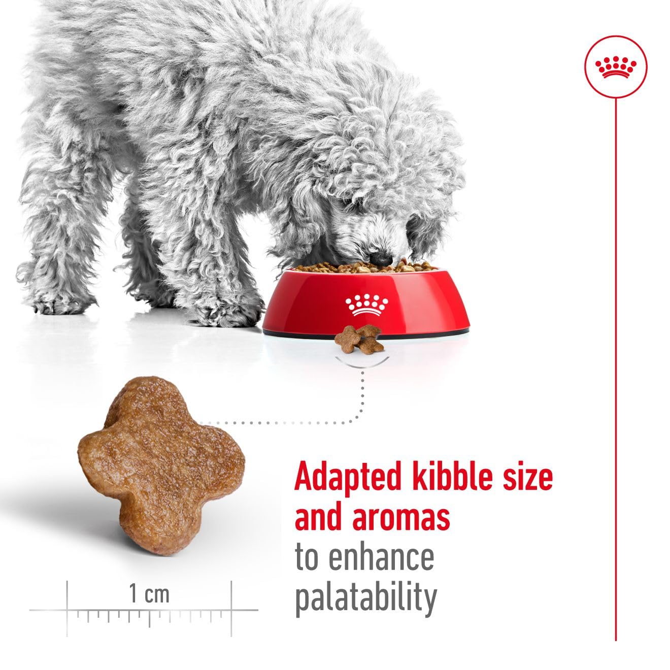 Royal Canin, Mini Adult Dry Dog Food for Senior Dogs (8+ Years), 4 kg
