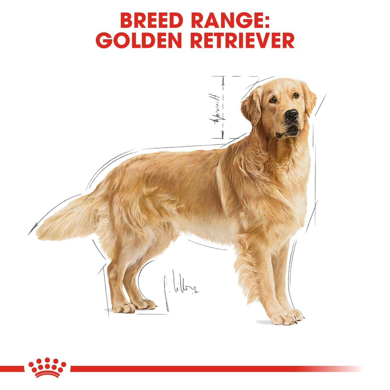 Royal Canin Golden Retriever Adult Dog Food, 12 KG Pack, Healthy Skin & Coat