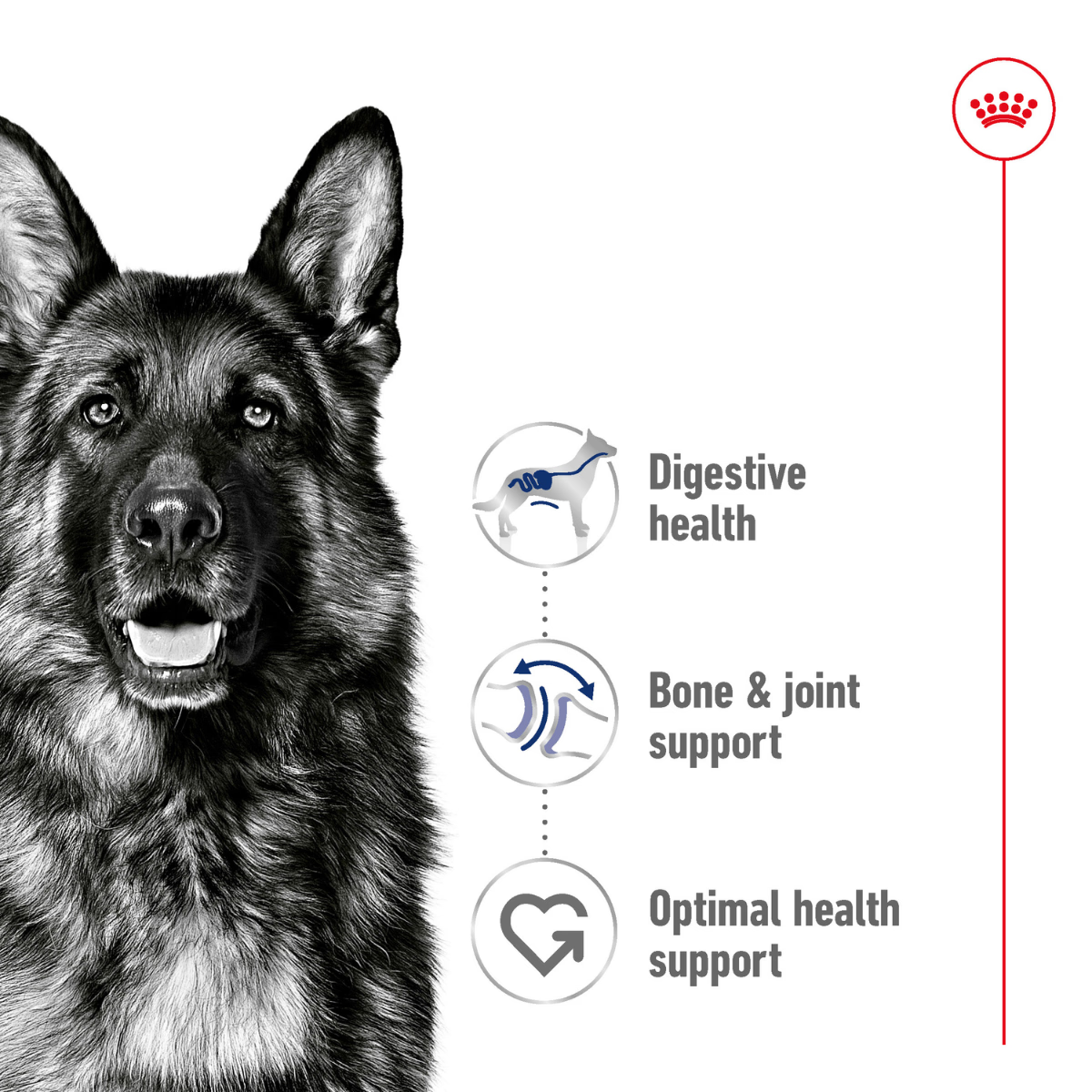 Royal Canin, Maxi Adult, Wet Gravy Pouch 1.4 Kg (140 GM X 10 U)