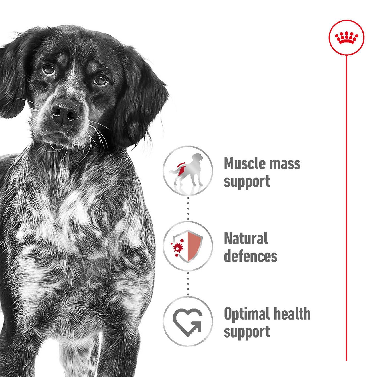 Royal Canin, Medium Adult Dog Food, 1 KG, Dry Food, Provides Muscle Mass