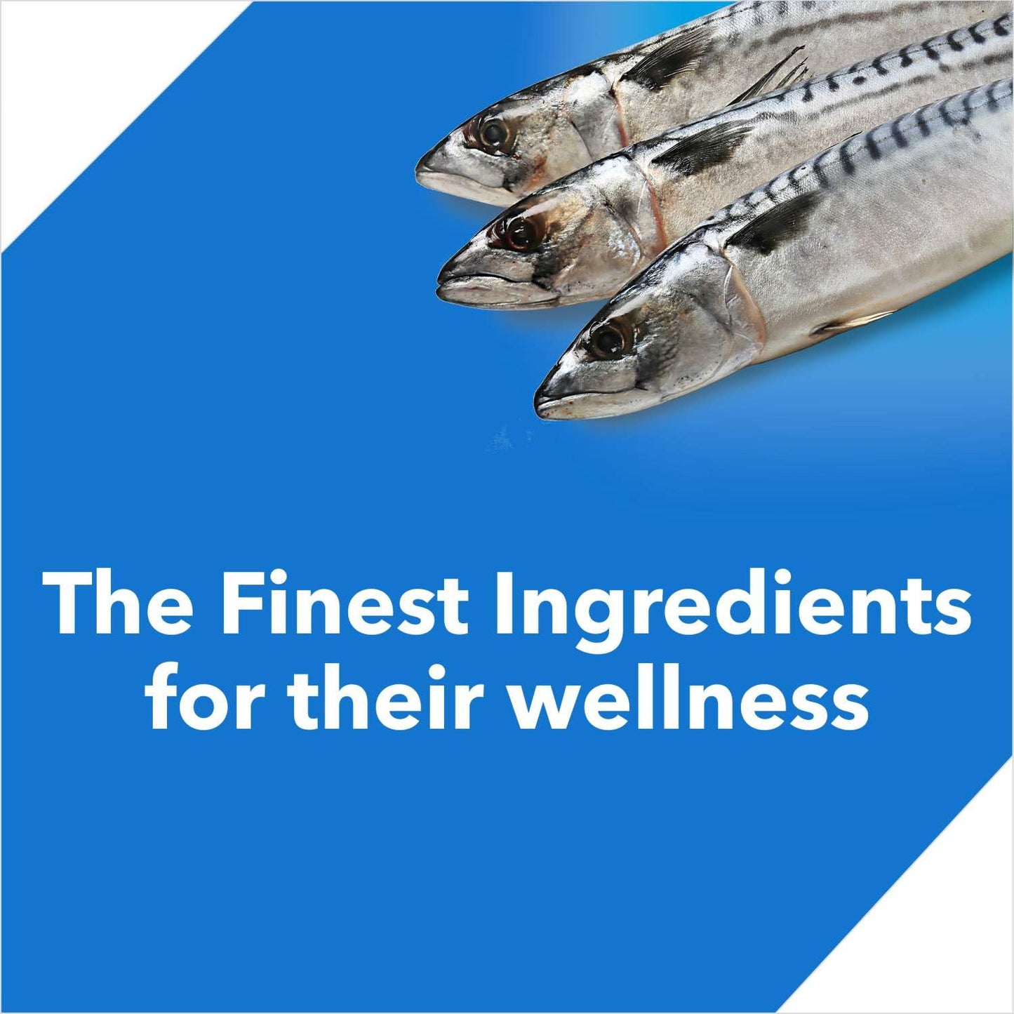 Drools Adult Dry Cat Food, Ocean Fish Flavour, 1.2 KG Pack