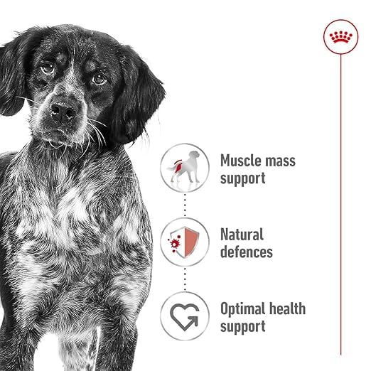 Royal Canin, Medium Adult Dog Food, 4 KG, Dry Food, Provides Muscle Mass