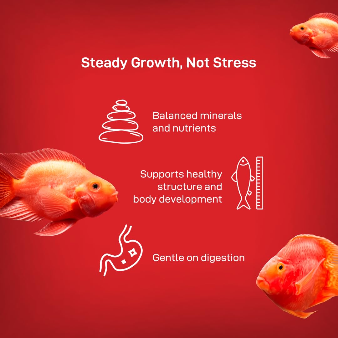 Drools Finsters Red Parrot Fish Food, 100 Gms Pouch, Colour-Focused Nutrition