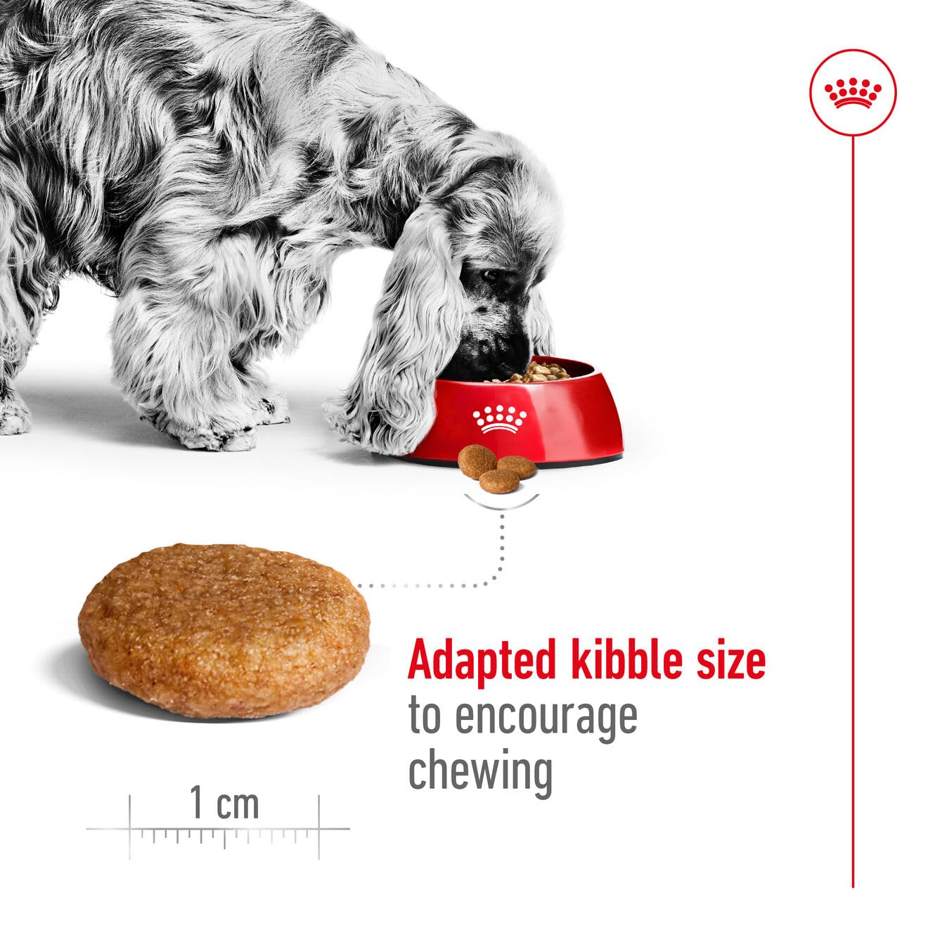 Royal Canin, Medium Adult Dog Food, 1 KG, Dry Food, Provides Muscle Mass