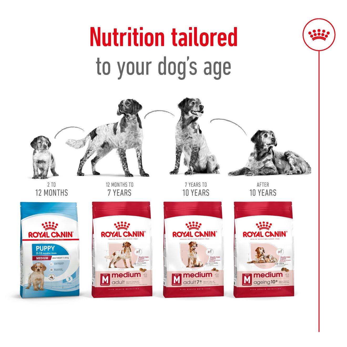 Royal Canin, Medium Adult Dog Food, 1 KG, Dry Food, Provides Muscle Mass
