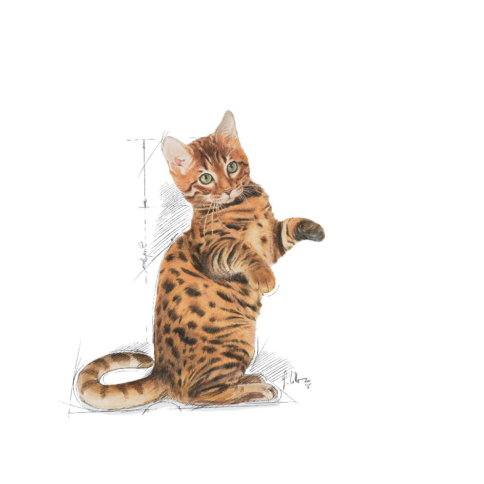Royal Canin Kitten Sterilised Dry Cat food, All Breed Kitten, 400 GMs Pack