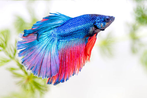 Aquatics